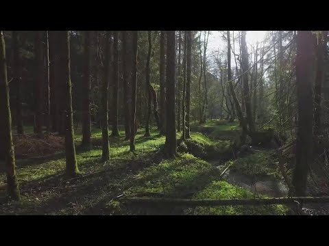 Video: Iš kur atskaityti miško atkūrimo išlaidas?
