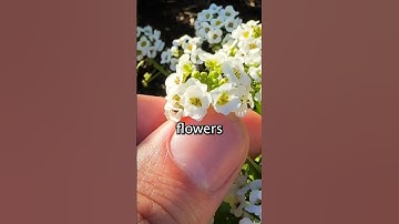 Plant these ONCE and they