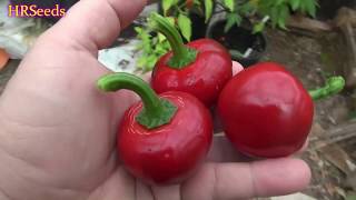 ⟹ Cumra Cherry Pepper | Capsicum annuum | Pod Review