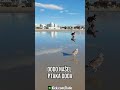 Dodo Našel Ptáka Doda Je to Real ???
