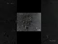 A group of hiding monkeys seen by thermal pard pantera 256Q