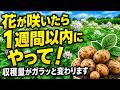 じゃがいもの花が咲いたら見逃さないで！収穫量が変わる大事な3つの作業