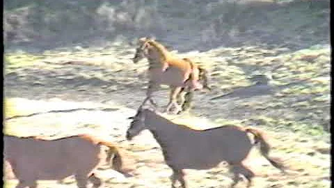 Rod Hart - Arizona Morning : Original Music Video ...