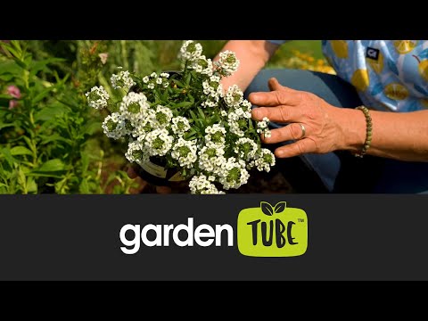 Annuals for colourful borders