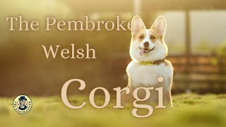 Corgis Decoded: Understanding the Traits and Recommendations for Prospective Owners!