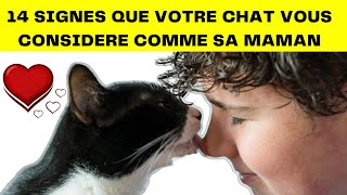 14 Signes Que Votre Chat Vous Considère Comme Sa Maman  Signes Que Votre Chat Est Heureux