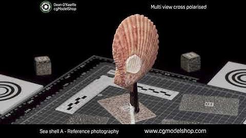 cgModelShop - Sea Shell A - Reference Photography