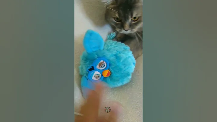 Watch the video about Crazy gremlin pranks cute cat again 😹 #funnycat #trynottolaugh #shorts