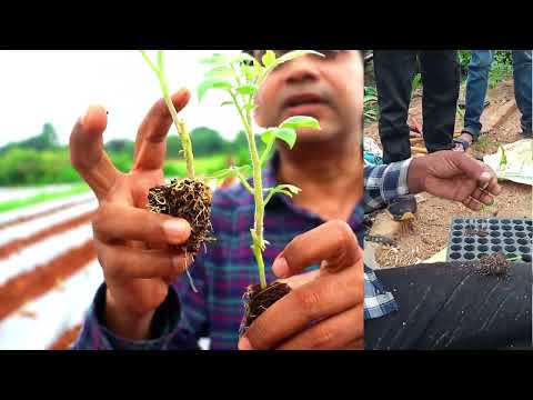 Grafted Vegetable plants
