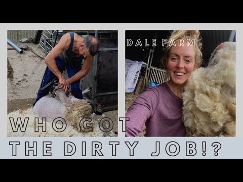 SHEEP SHEARING DAY!