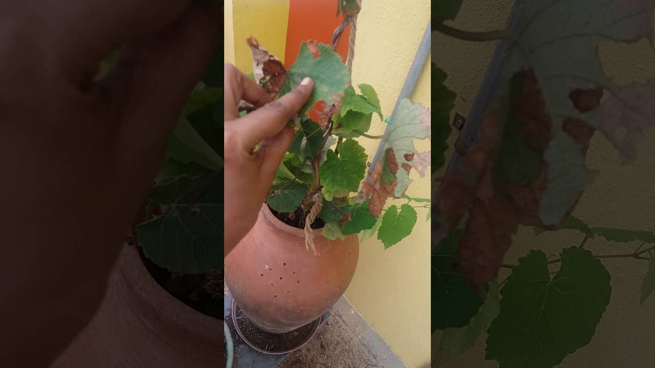 Grape Vine Creeper in the terrace pot garden bangalore YouTube