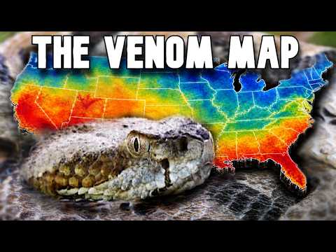 The Most Venomous Snake in Every State EXPLAINED