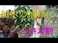 （大丈夫？）コーキング剤を使って穴だらけのモミジを補修してみた。（字幕対応）