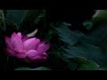 Tara Brach | Present Heart, The Universal Expressions of Love - Part 3 Joy