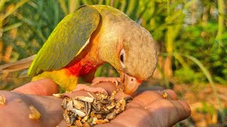 I live with the birds in the forest : green cheek conure pineapple so cute.