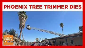 Man rescued from palm tree in Phoenix dies