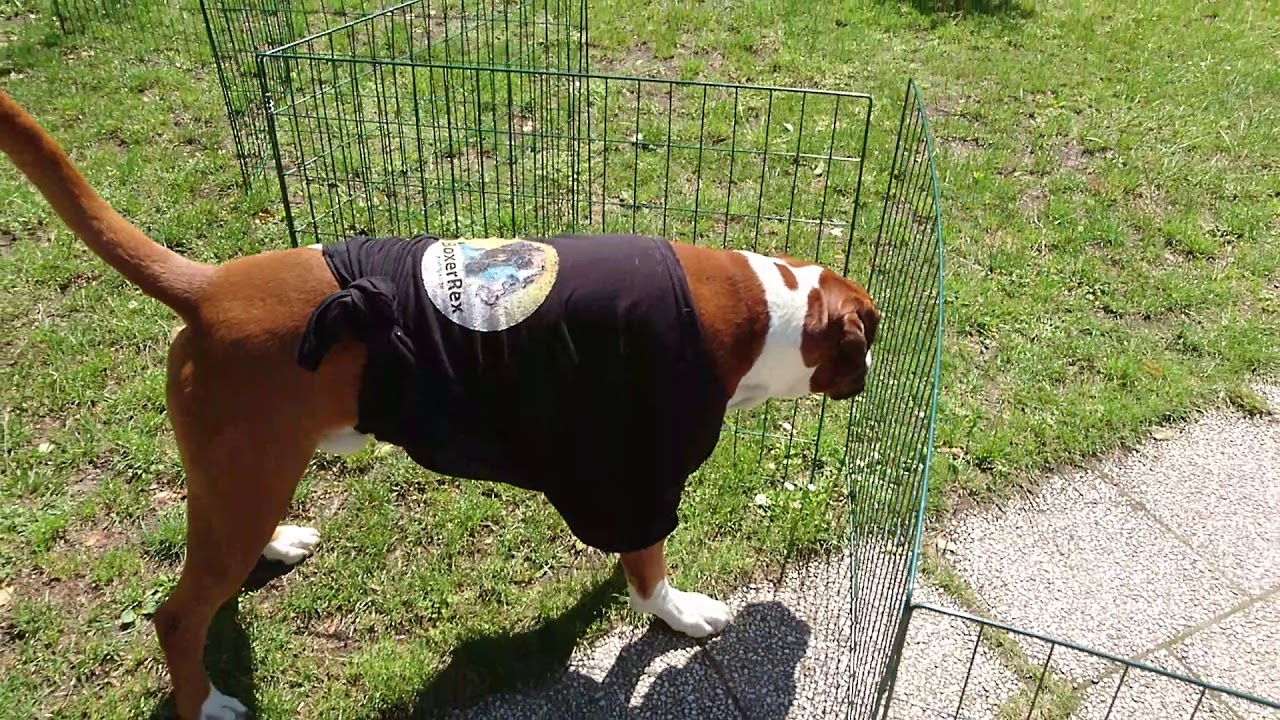 boxer dog clothes
