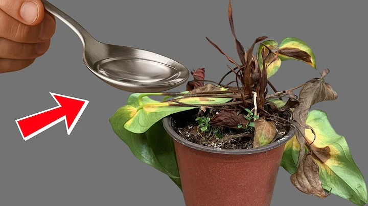 How to Revive Any Dying Plant With This Simple Trick (Works Every Time!)