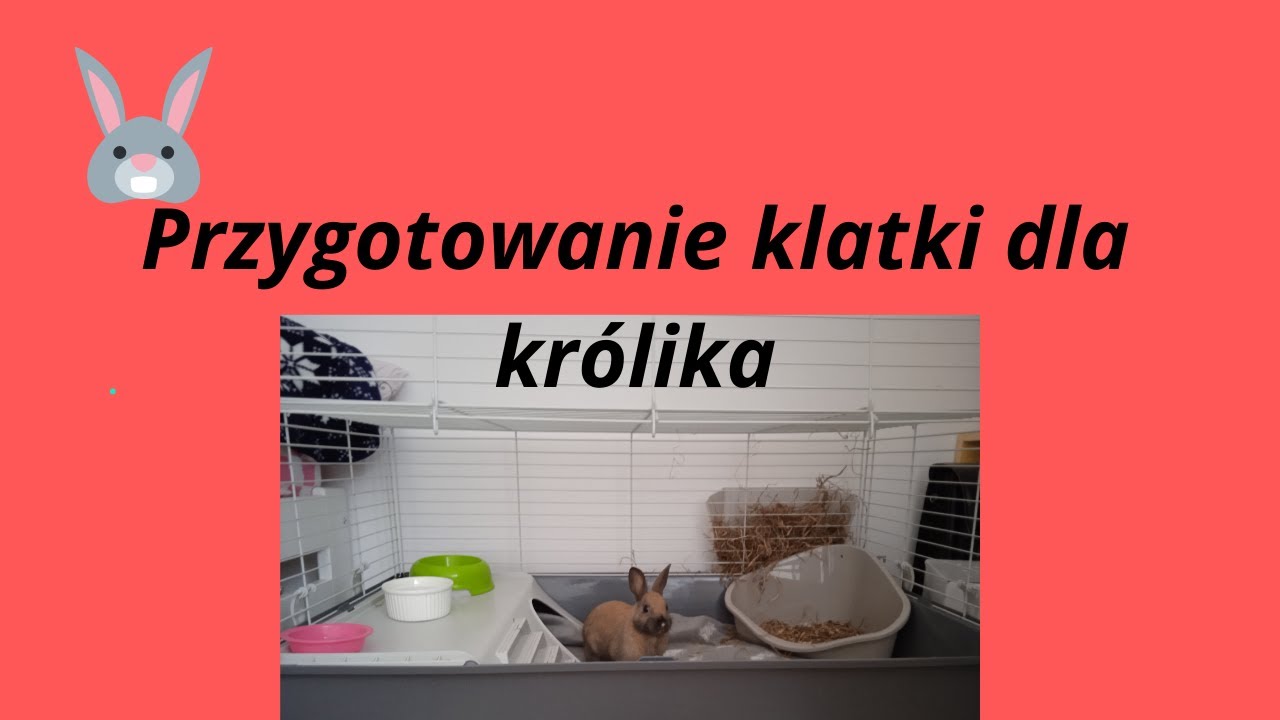 Jak przygotować klatkę dla królika?🐰