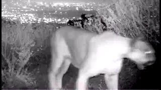 CLAW Nature Cam Summer Visitors 2021 by Citizens for Los Angeles Wildlife 958 views 2 years ago 3 minutes, 1 second