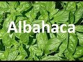 Plantas medicinales, la albahaca