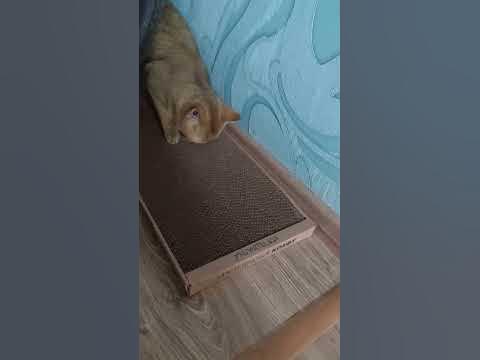 Часто подходит и точит когти🐈 - YouTube