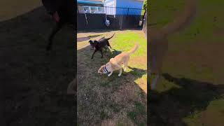Famous #ShelterPlayDate Roquelle The Lab Shepherd Meets Harrison The Lab Spaniel Net Worth