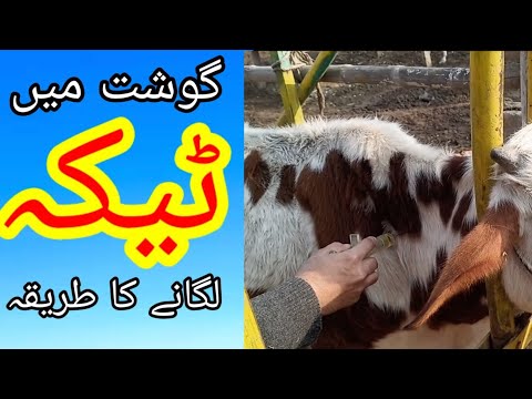    جانوروں کو گوشت میں ٹیکہ لگانے کا طریقہ