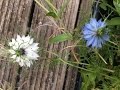 White & Blue Nigella Damascena (Love-In-The-Mist) Flowers In Garden #Nigella #damascena #gardening