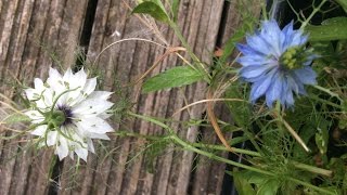 White & Blue Nigella Damascena (Love-In-The-Mist) Flowers In Garden #Nigella #damascena #gardening