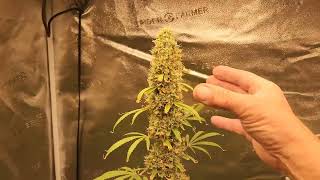 Weekly update Octopot 3gl 3x3 tent autoflower grow #1 Skywalker og Day 86 fd 58.