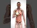 The Onion Odyssey: Hyper-Detailed Medical Animation of Digestion | 4K Anatomy & Health#health