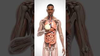 The Onion Odyssey: Hyper-Detailed Medical Animation of Digestion | 4K Anatomy & Health#health