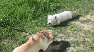 West Highland White Terrier (Westie) Bobby. I look and smell