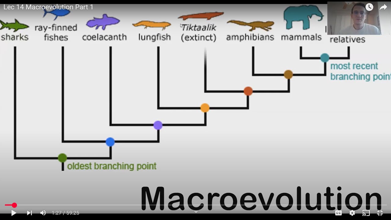 Macroevolution Part 1