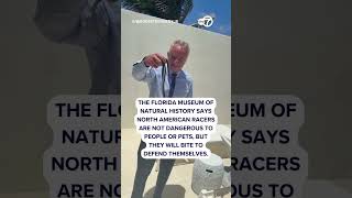 RFK Jr. picks up two black Racer snakes with his bare hands