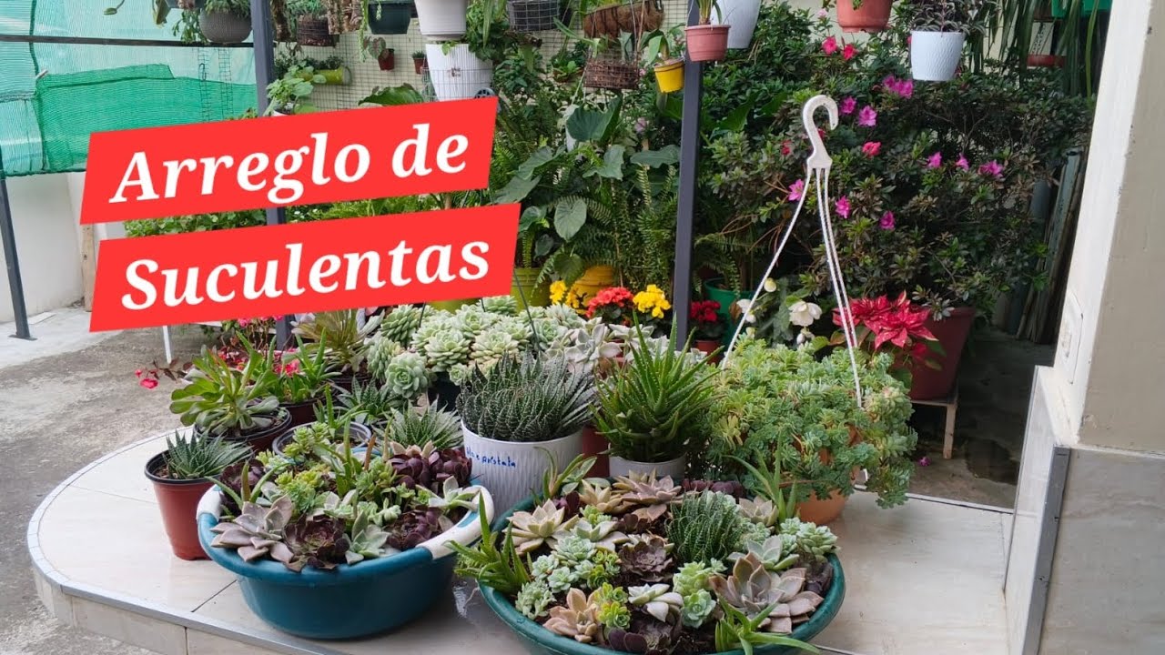 Variedad de Suculentas, hermoso arreglo.