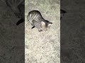billi #billionaire #cats #shortvideo