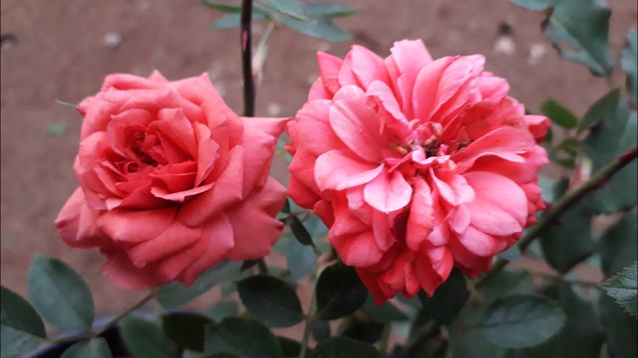 റോസ് ചെടി പരിചരണം /Rose plant care in malayalam YouTube