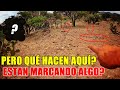 Encontramos ZONA de RELIQUIAS!! 🔥 (Aventura EXPLORANDO Caminos entre Haciendas y Tapias) Coil