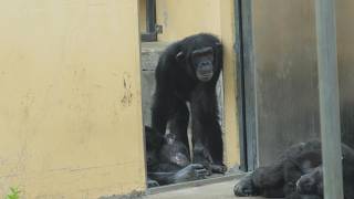 The adults just sleep all the time, Roger is bored. Kyoto City Zoo