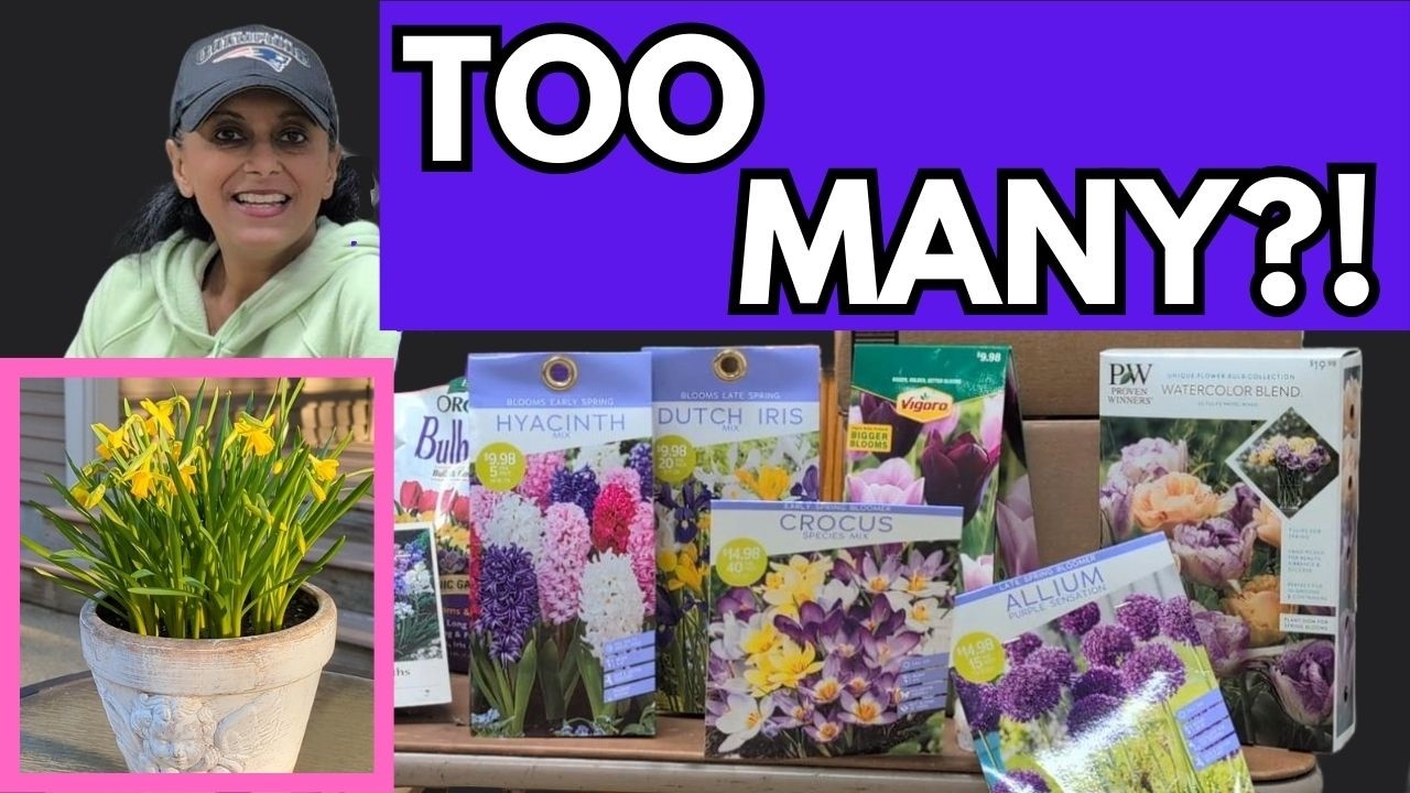 Spring Bulbs In Pots | Daffodils Tulips Container Gardening Tips || Budget Gardening