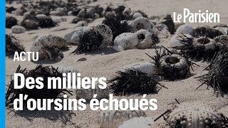 « Ils régulent les algues » : la mort mystérieuse de milliers d’oursins inquiète à la Réunion