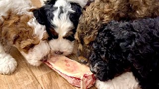 Puppies Taste Their First Raw Bones 2 (Bernedoodles) by Regency Doodles 139 views 3 weeks ago 3 minutes, 21 seconds