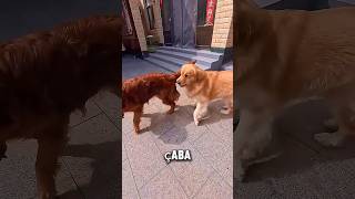🐶🍞 Direksiyonu Çevirince Olan Oldu! Komik Köpek Anı 😂 – FlashFacts  – YouTube'da #49 trend