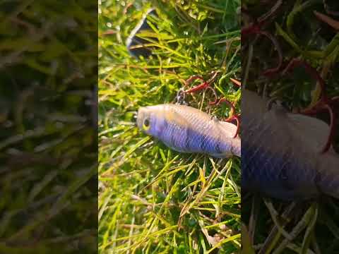 Shimano Scorpion DC LMAB Køfi Perch