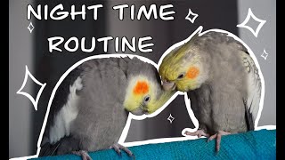 Parrot Night Time Routine || Training and Feeding my Birds