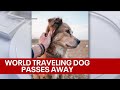 Dog who famously trekked around the world with owner dies: &#39;I didn&#39;t know anything could hurt this m