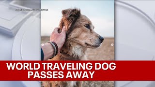Dog who famously trekked around the world with owner dies: 'I didn't know anything could hurt this m