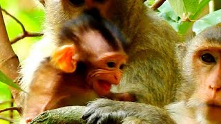 God help_ the monkey really save the baby almost impossible...! MMO Monkey